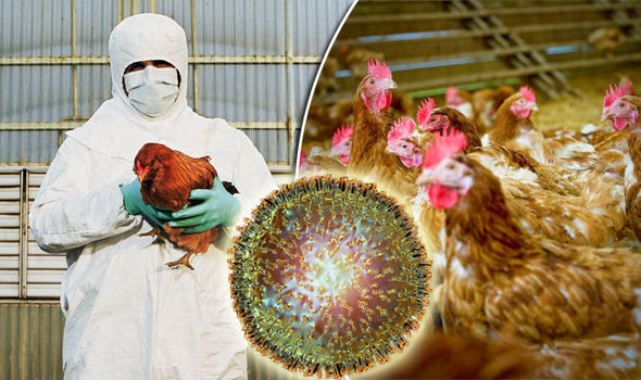 欧洲禽流感疫情愈演愈烈法国下令国内养殖场将家禽关在室内