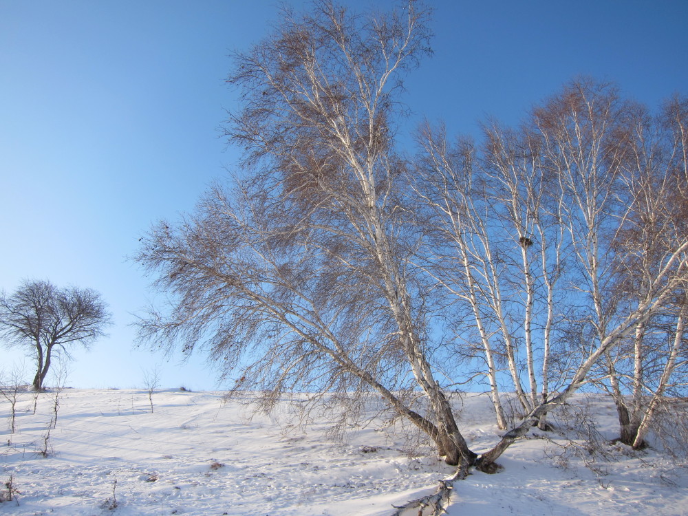 被雪覆盖的牧场,草原,雪中的白桦林,雪地里放牧的羊群,马群,牛群