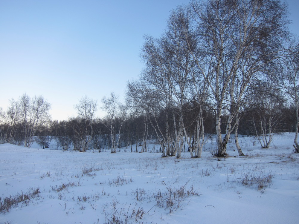 被雪覆盖的牧场,草原,雪中的白桦林,雪地里放牧的羊群,马群,牛群