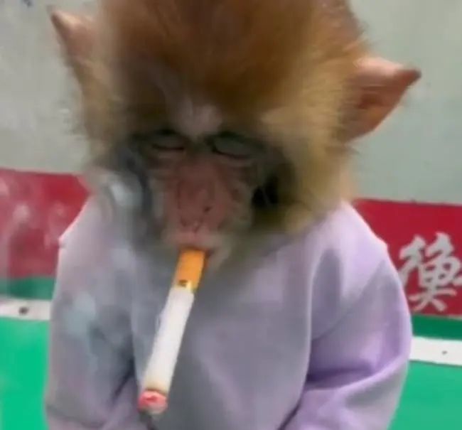 河北一动物园拍摄猴子抽烟!抽烟视频引争议,当地:已责令调查