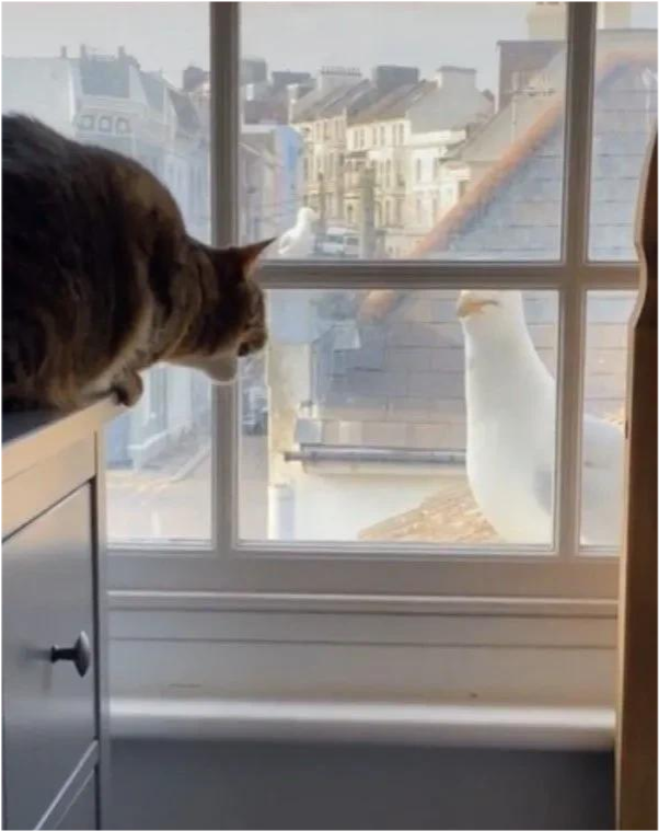 猫老望着窗外发呆是什么原因?
