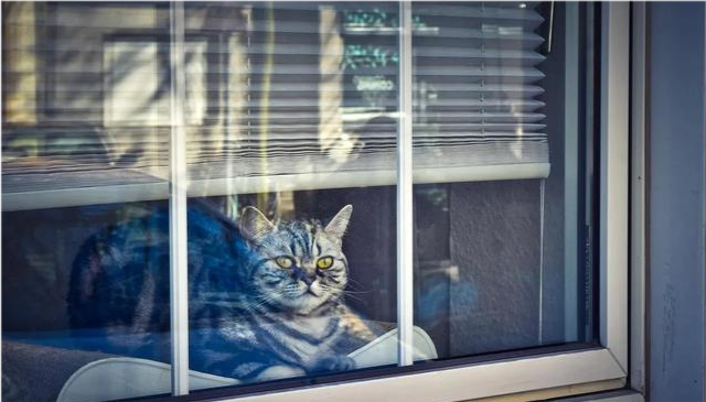 猫老望着窗外发呆是什么原因