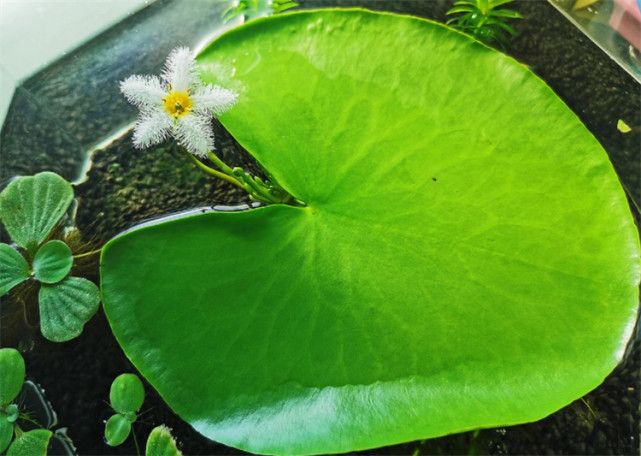 一叶莲的花语和寓意:怡然自得,清心你我,1片叶子就的