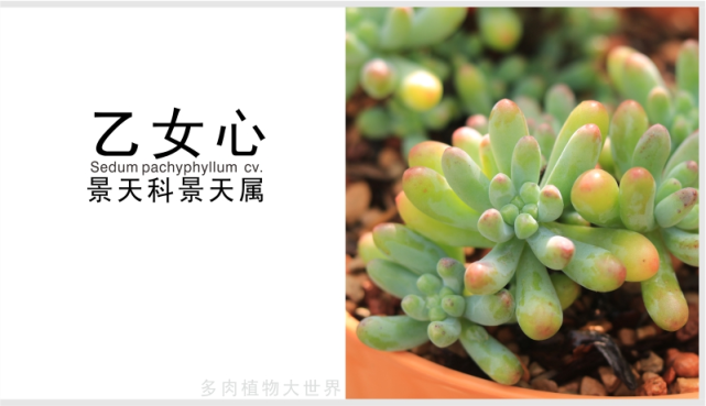 为景天科景天属的多肉植物,原产墨西哥.