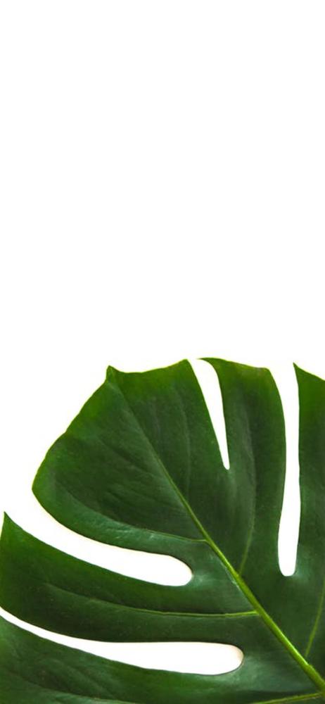 背景 壁纸 绿色 绿叶 树叶 植物 桌面 462_1000 竖版 竖屏 手机
