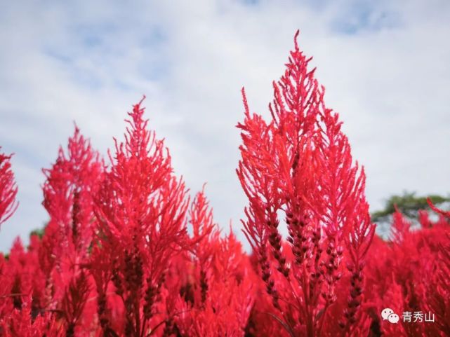 如果说红色穗冠花是炙热的火焰,在兰园的花田里有红,黄两种颜色的穗冠