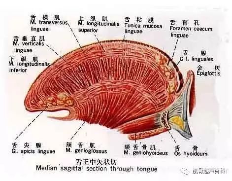 舌肌面肌表情肌包括:额肌,枕肌,眼轮匝肌,口轮匝肌,提上唇肌,提口角肌