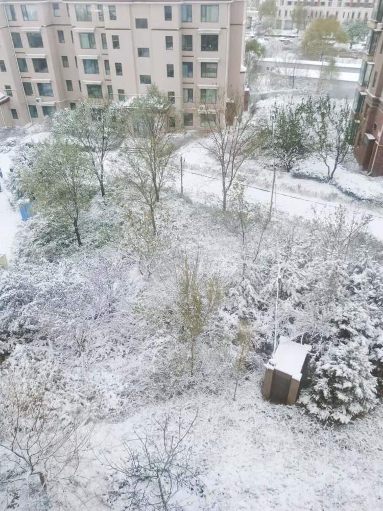 初雪来啦!山东网友纷纷晒出各地雪景,你们那里下雪了吗?