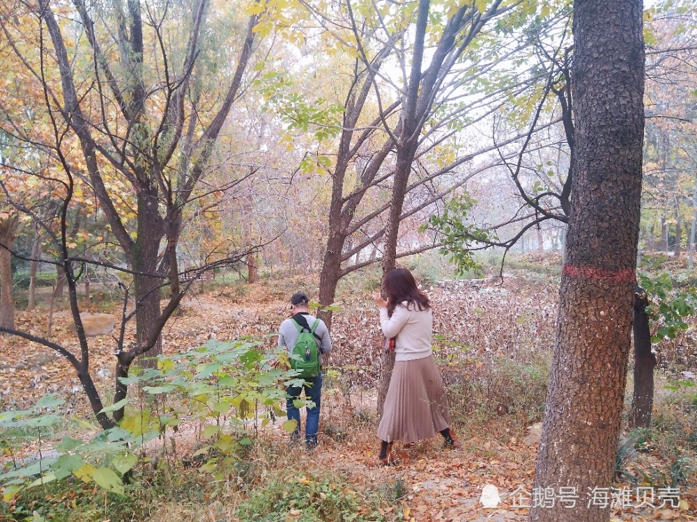 秋游郑州古树苑满园都是色彩太美了