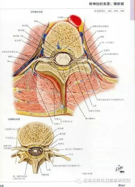 颈椎mri解剖知识与常用数据总结!