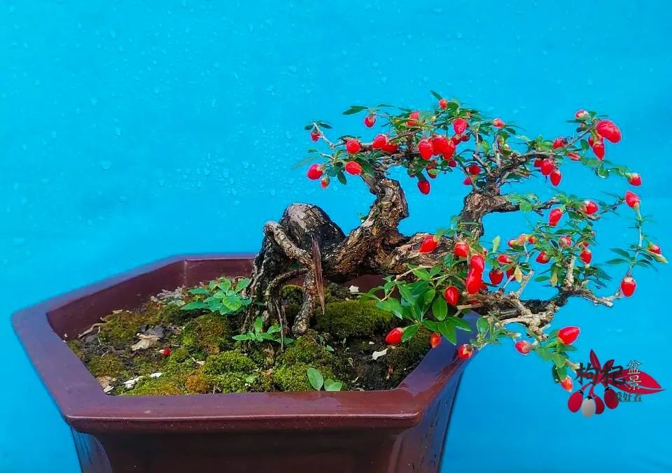 枸杞盆景 腾讯网