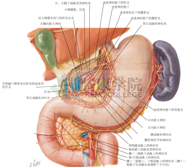 神经解剖学胃和十二指肠的神经