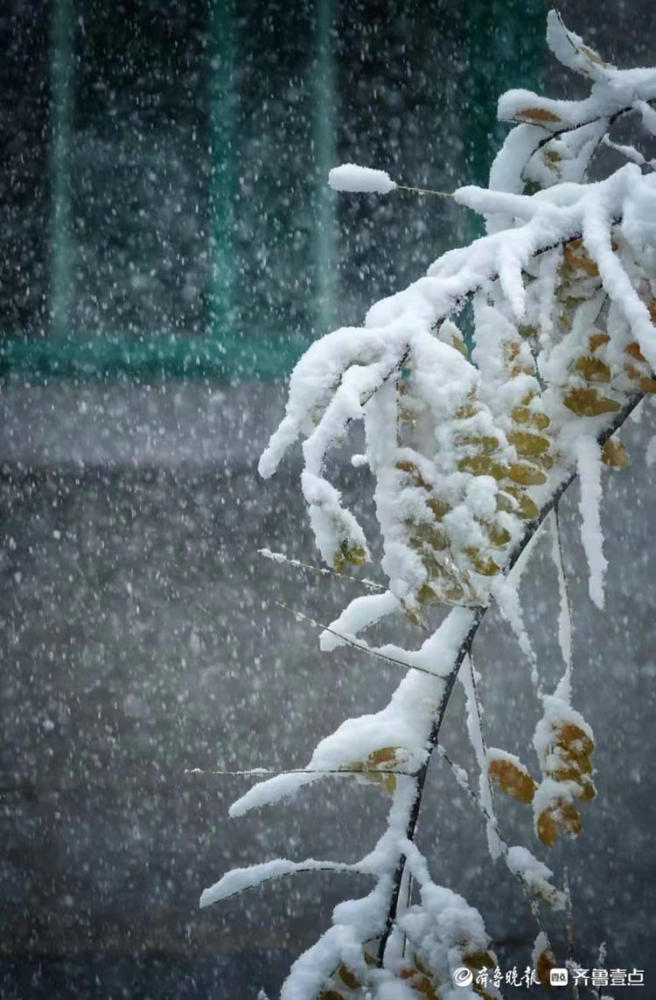 瞧这大雪,压弯了树枝