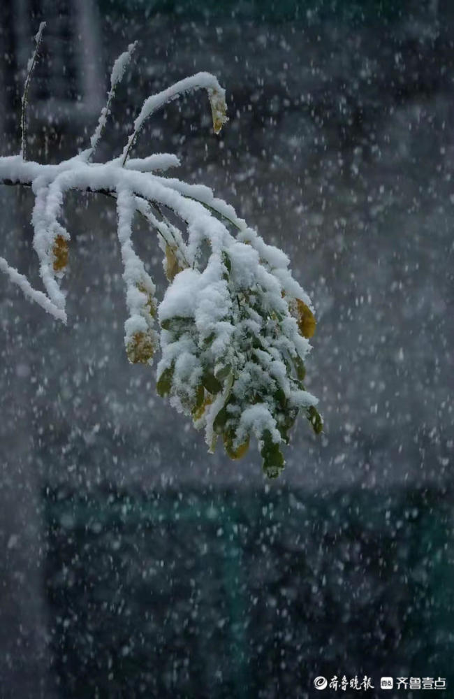 瞧这大雪,压弯了树枝