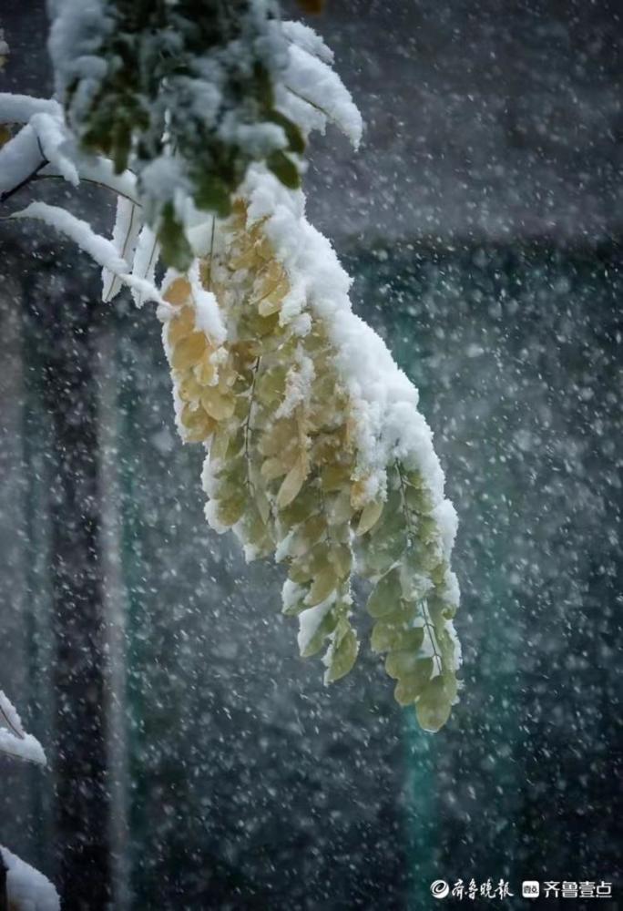 瞧这大雪,压弯了树枝