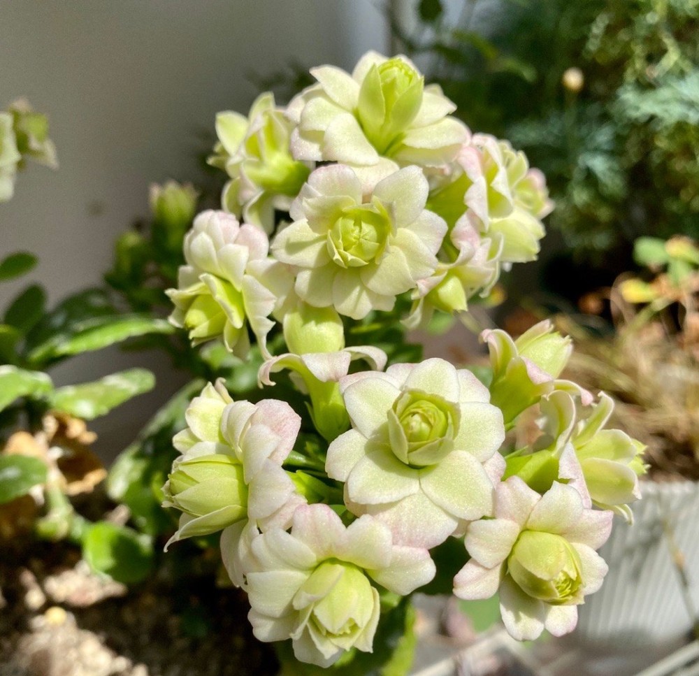 网红植物"绿巴黎"—花美如玫瑰,三季有花开,封闭阳台也能养