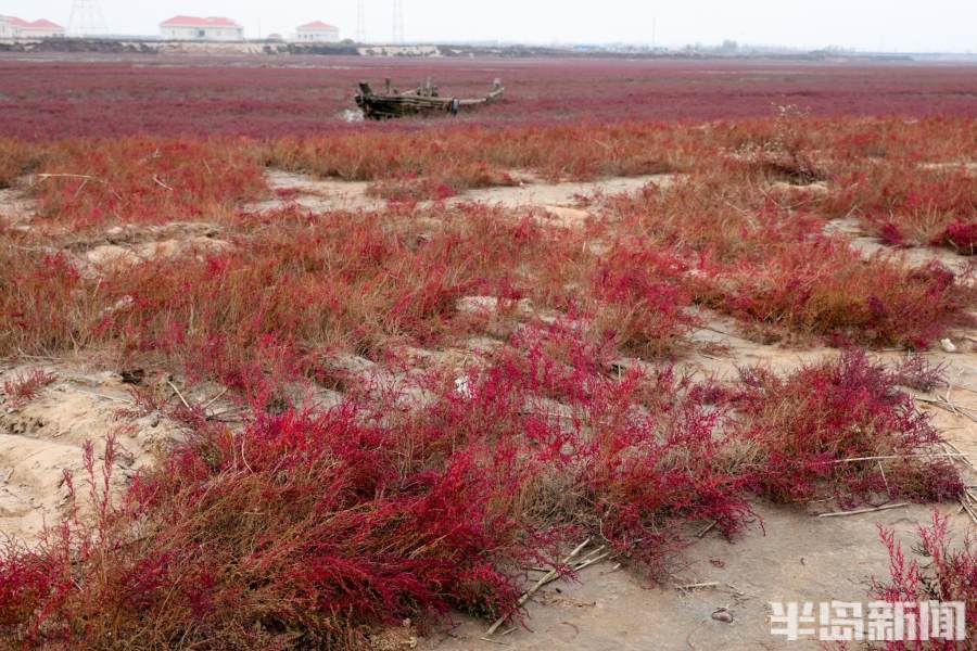 胶州湾洋河入海口湿地野生碱蓬草大面积变红 俯瞰犹如红海滩