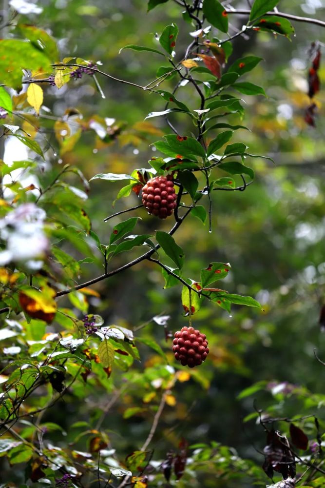 寻找野荔枝