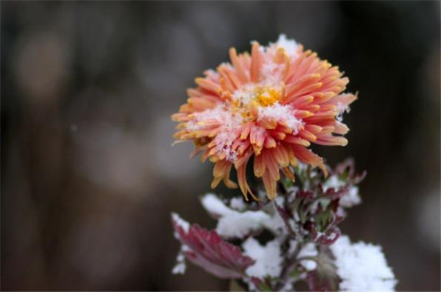 立冬菊花美诗六首: 惟有 黄花不负秋,何曾吹落北风中