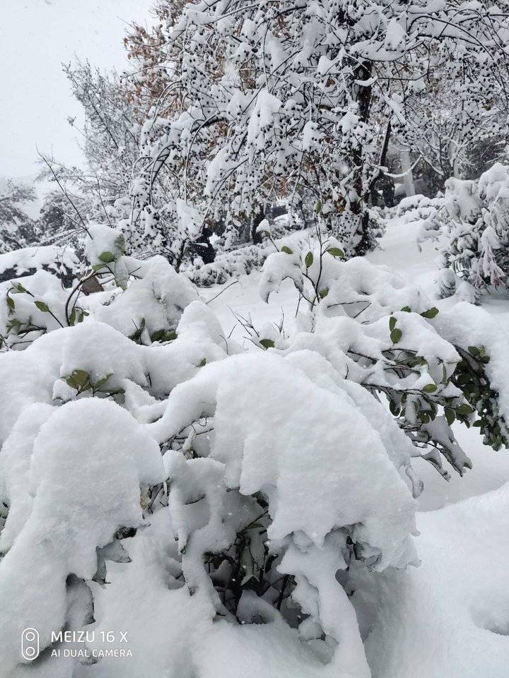 又是一年雪花飘, 老夫独立赏雪景. 雪兆丰年山河美, 雪光流溢惹人醉.