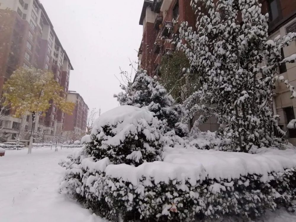 【雪趣】下雪了,忙坏了朋友圈