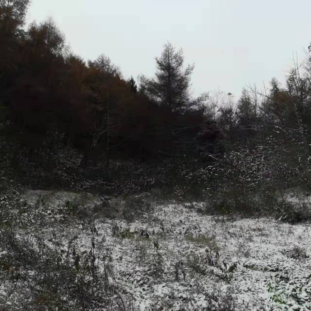重庆多地下雪啦,有图有真相!最低气温-1