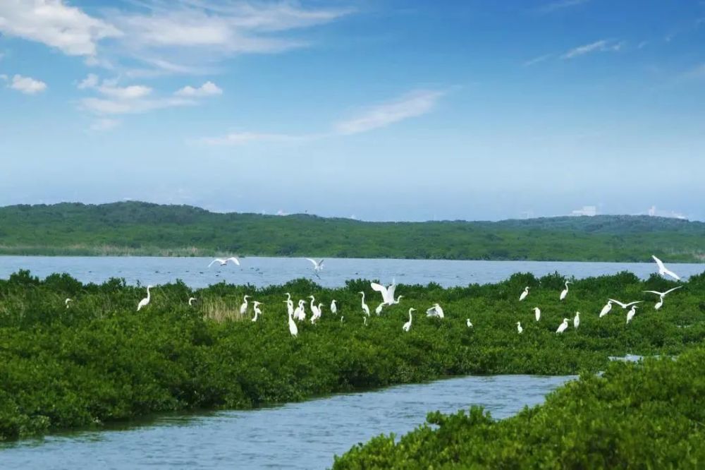 才会带来 湛江红树林国家级自然保护区的 生物物种及其遗传基因等方面
