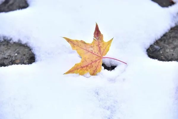 今日立冬 昌平迎初雪:这也太美了吧!