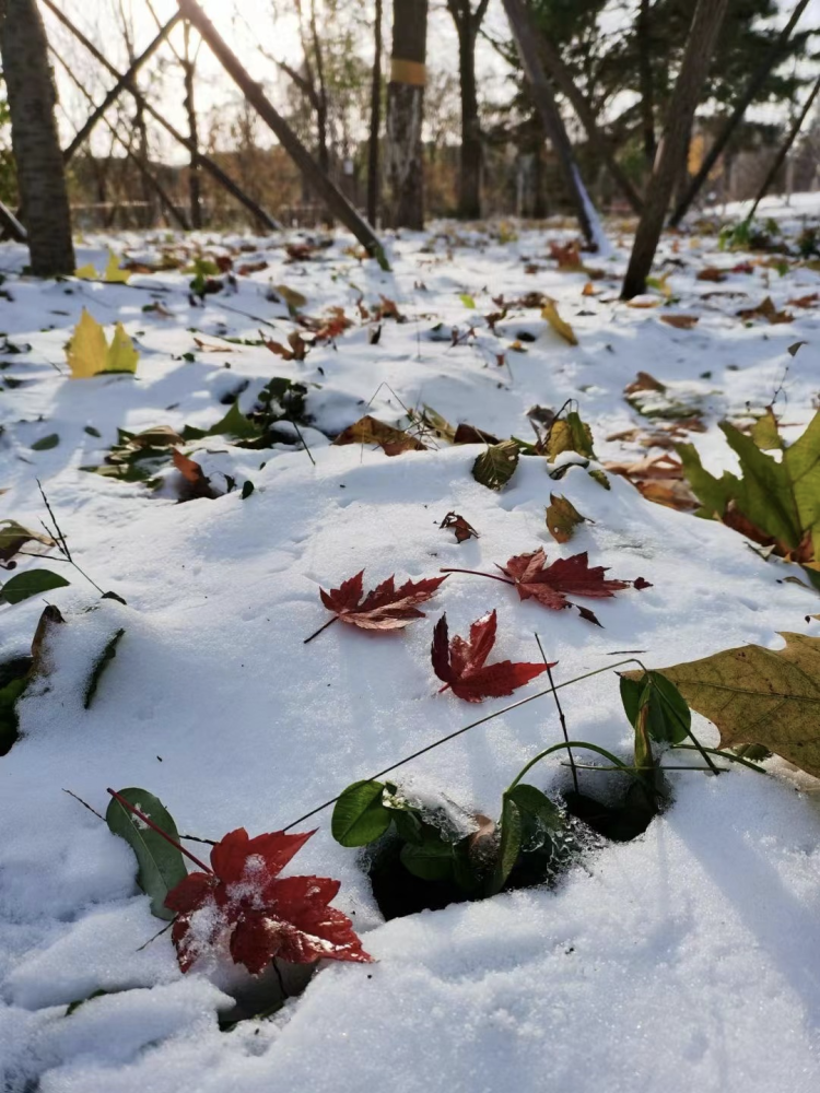 今日立冬昌平迎初雪这也太美了吧