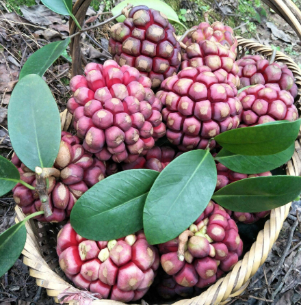 俗称"黑老虎,南方特有野果,集菠萝,葡萄和荔枝的优点于一身