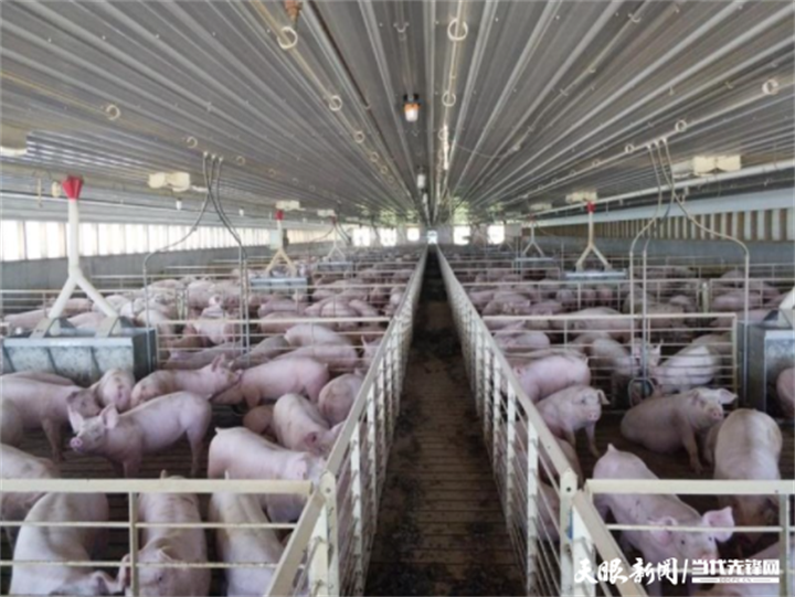 日泉农牧标准化生猪养殖场