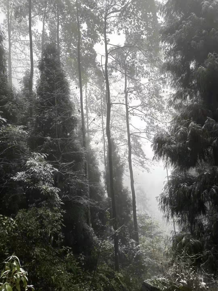 绵竹今天下雪啦!简直美翻了