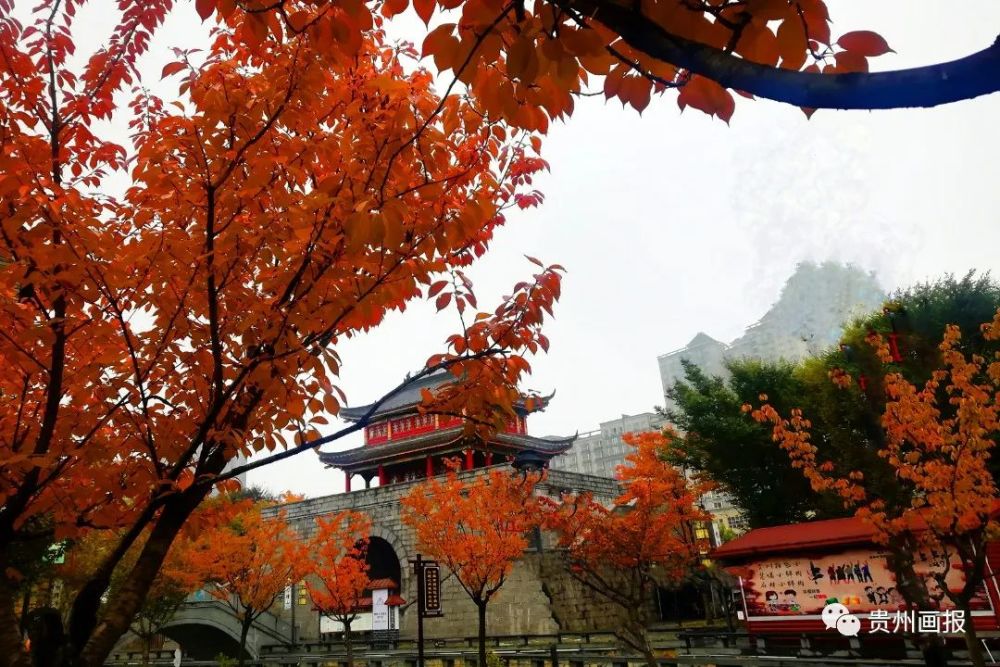 云绕山峦,枫红如火,大自然写着六盘水秋天的诗笺