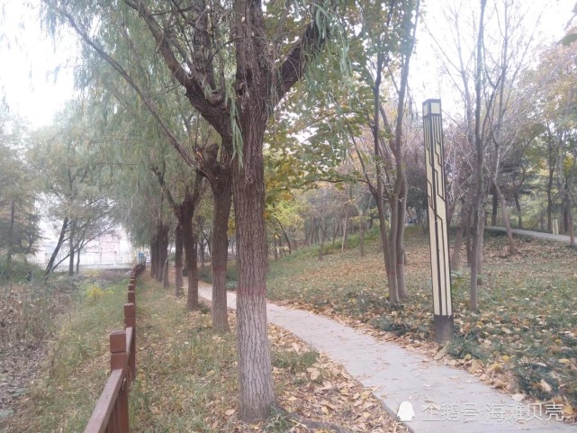 的确,古树苑是郑州唯一古树最多的公园,百年以上的古树就有近900棵