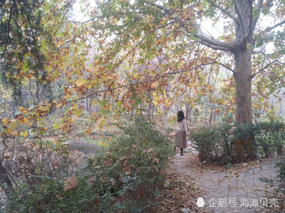 秋游郑州古树苑满园都是色彩太美了