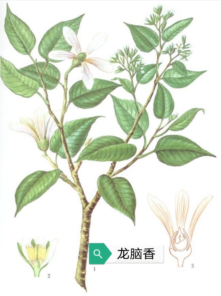 中药古今研究冰片