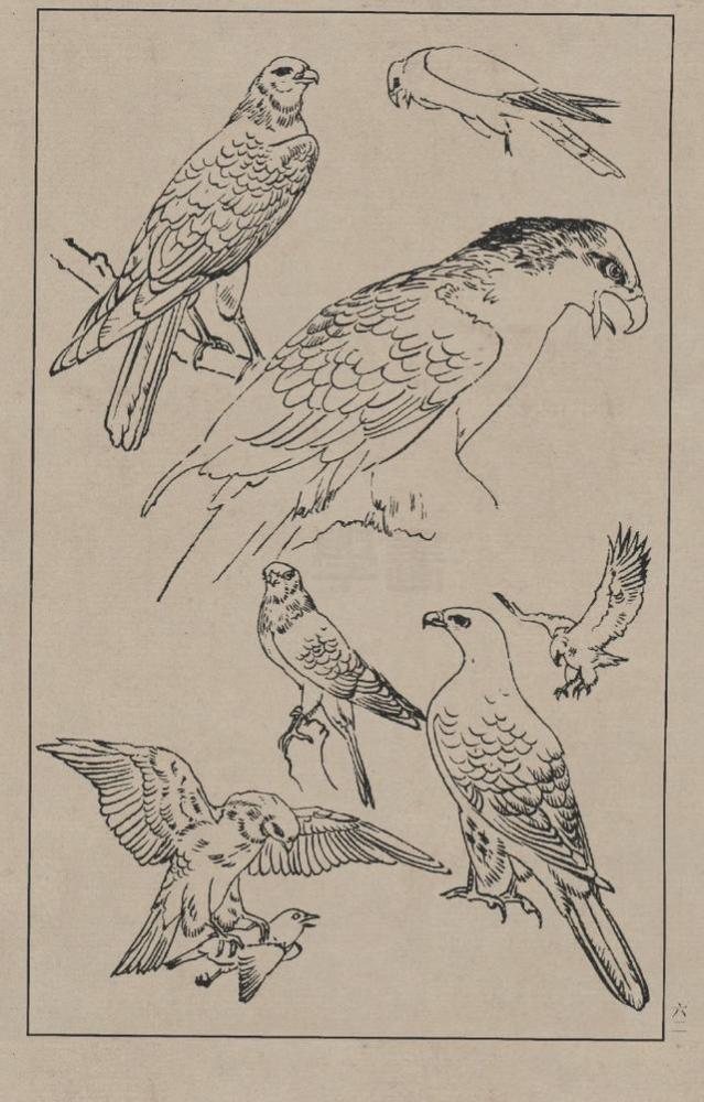中国画线描百鸟图谱