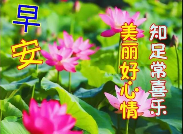 2021早上好的漂亮鲜花图片,早上好温馨祝福语录图片