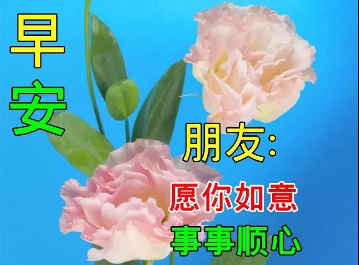 2021早上好的漂亮鲜花图片早上好温馨祝福语录图片