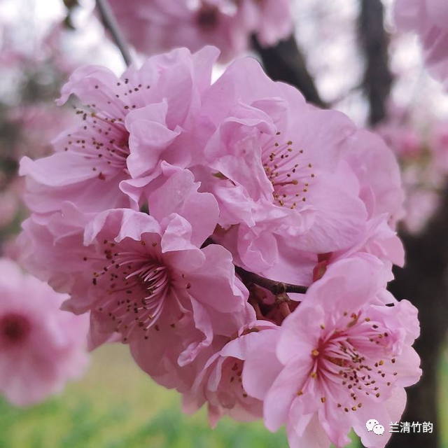 中国10大名花排行榜快来看看你喜欢的花卉上榜了吗播