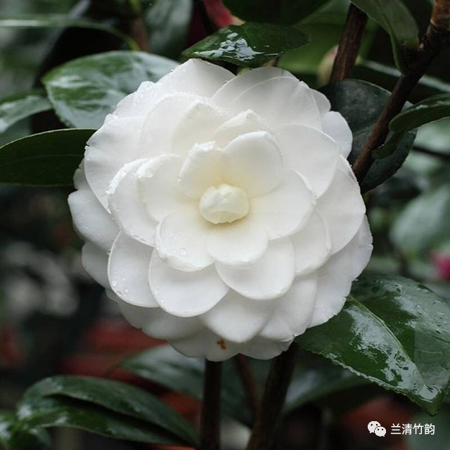 中国10大名花排行榜快来看看你喜欢的花卉上榜了吗播