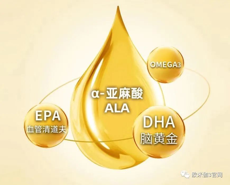 欧米伽3脂肪酸α亚麻酸是身体最好的营养