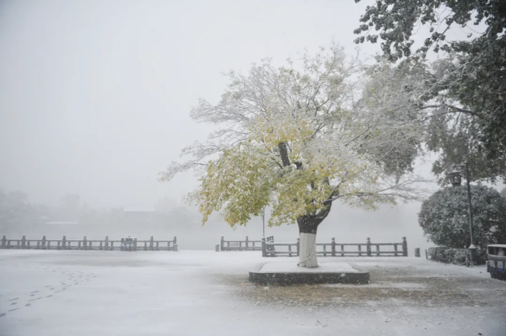 秋容芦雪,春色杨烟.