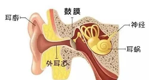 鼓膜是位于耳道最深处的薄膜结构,具有一定的弹性和韧性,一般情况下不