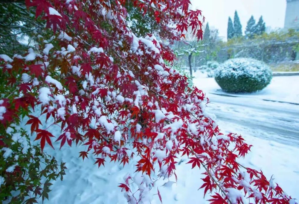 【图片】立冬雪景