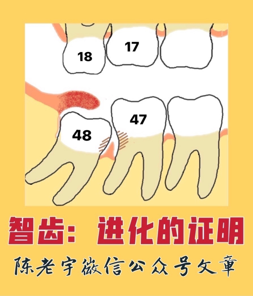 见下图:每个人口腔的右上方为第一象限.左上方为第二象限.