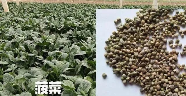 科学处理种子,掌握菠菜快速催芽法