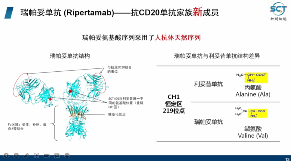 图7 瑞帕妥单抗(ripertamab)结构值得注意的是