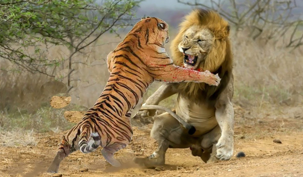 老虎和狮子到底谁更厉害
