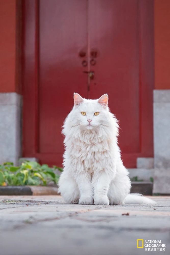 故宫的猫,比雪好看太多了